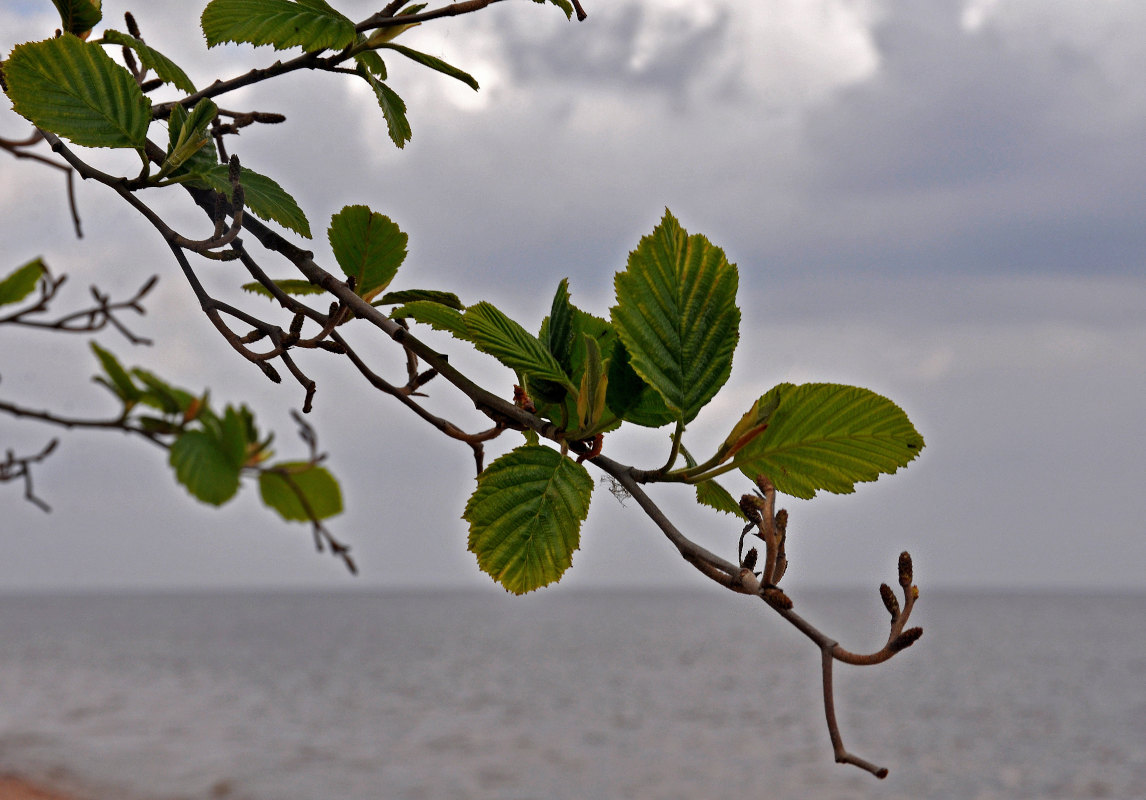 Image of Alnus incana specimen.