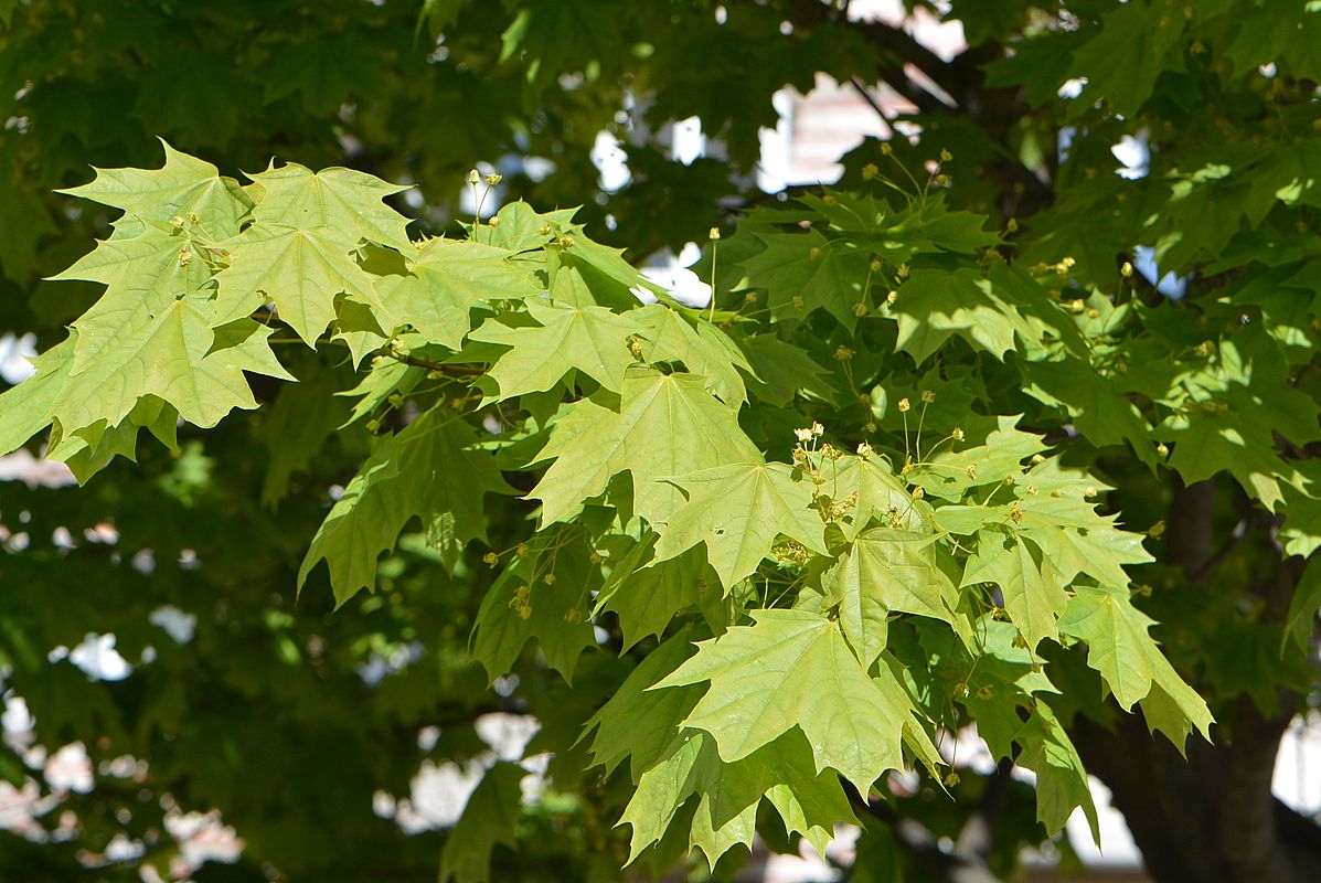 Image of Acer platanoides specimen.