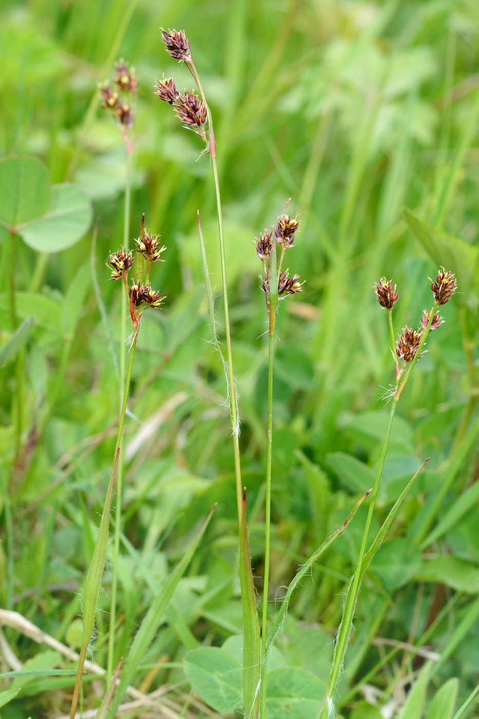 Image of Luzula multiflora specimen.