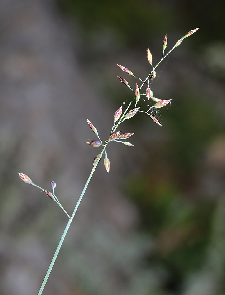 Image of Poa glauca specimen.