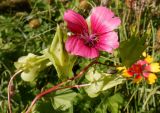 Malope trifida. Верхушка растения с завязями и карликовым цветком. Тверская обл., Весьегонск, в культуре. 7 августа 2020 г.