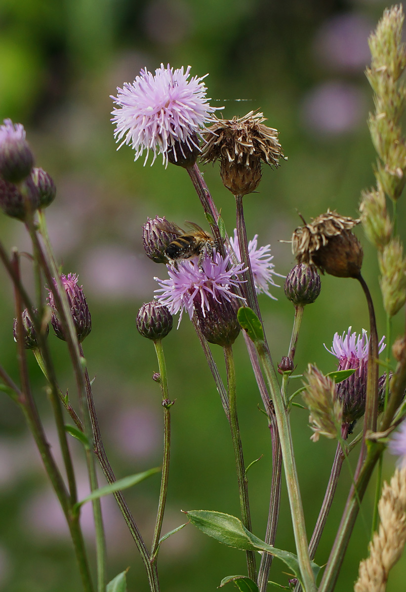 Изображение особи Cirsium setosum.