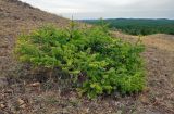 Larix sibirica. Молодое угнетённое дерево. Башкирия, Учалинский р-н, хребет Нурали, ≈ 700 м н.у.м., степной склон. 22.07.2020.