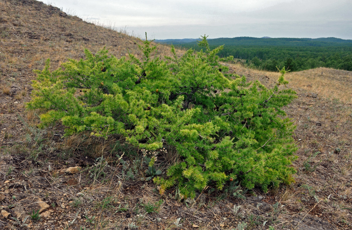 Изображение особи Larix sibirica.