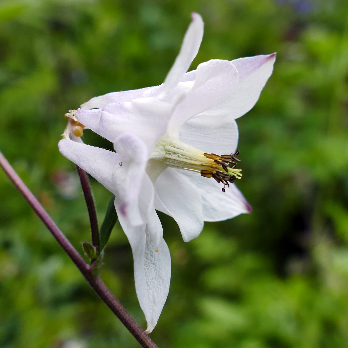 Image of Aquilegia vulgaris specimen.