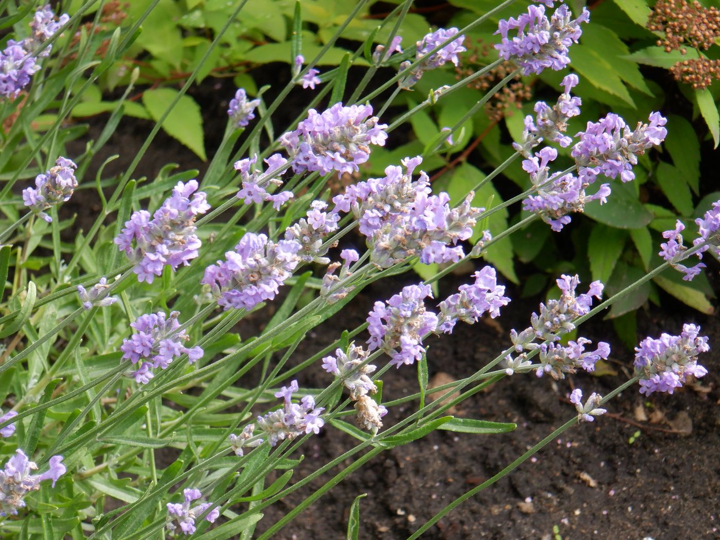 Изображение особи род Lavandula.