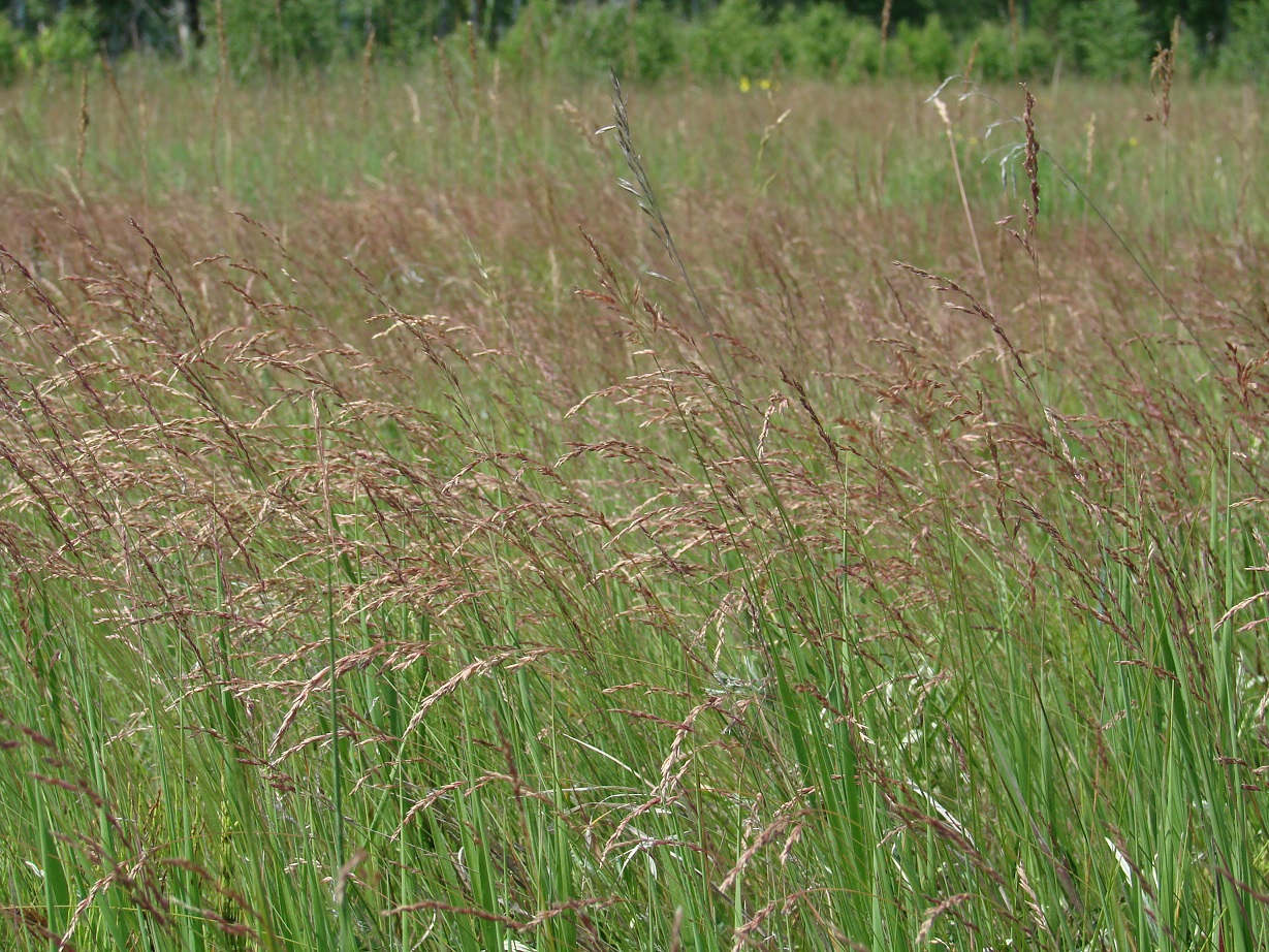 Изображение особи семейство Poaceae.