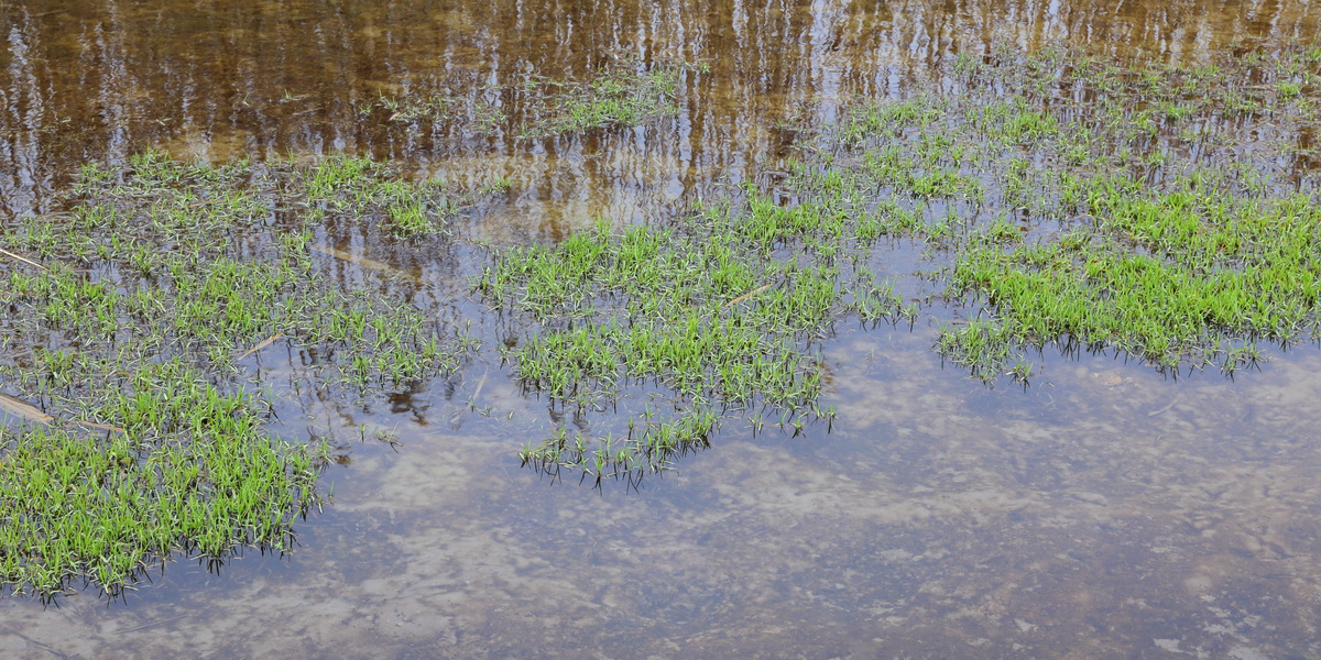 Изображение особи семейство Poaceae.