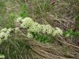 Spiraea hypericifolia