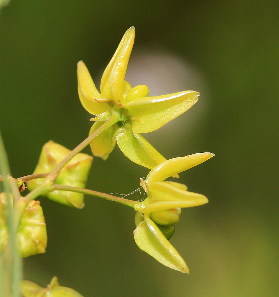 Изображение особи Pycnostelma paniculatum.