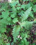 Polystichum braunii