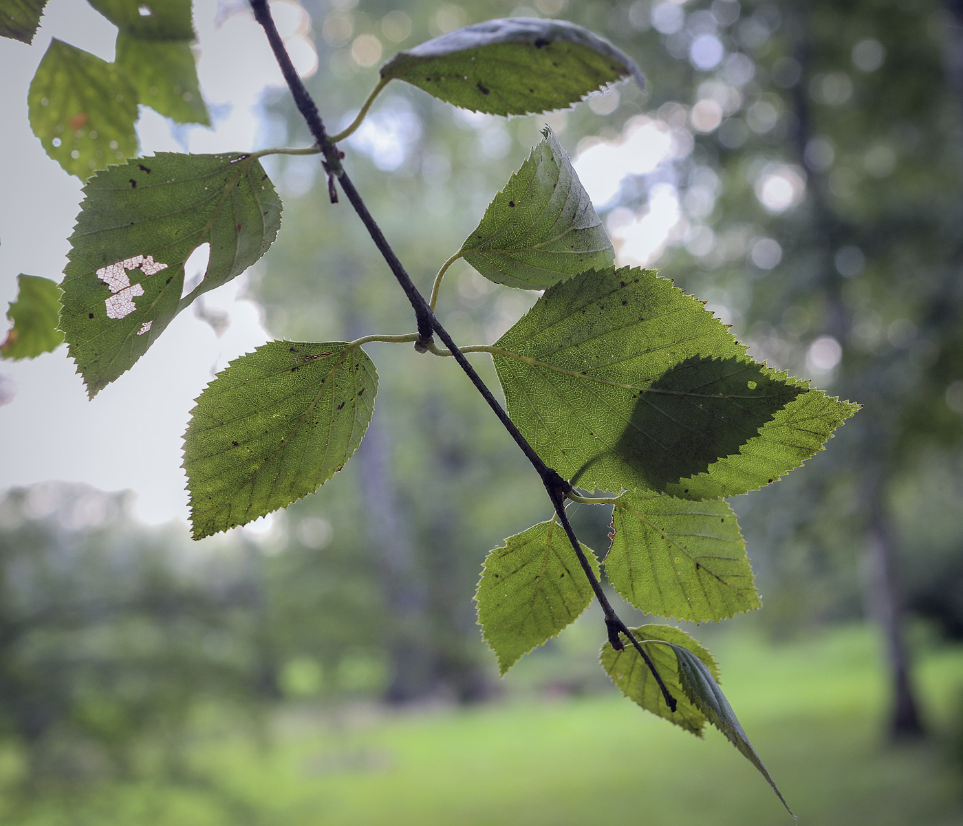 Изображение особи Betula &times; kusmisscheffii.