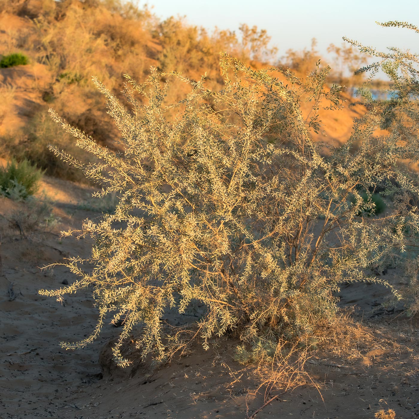 Image of Ammodendron eichwaldii specimen.