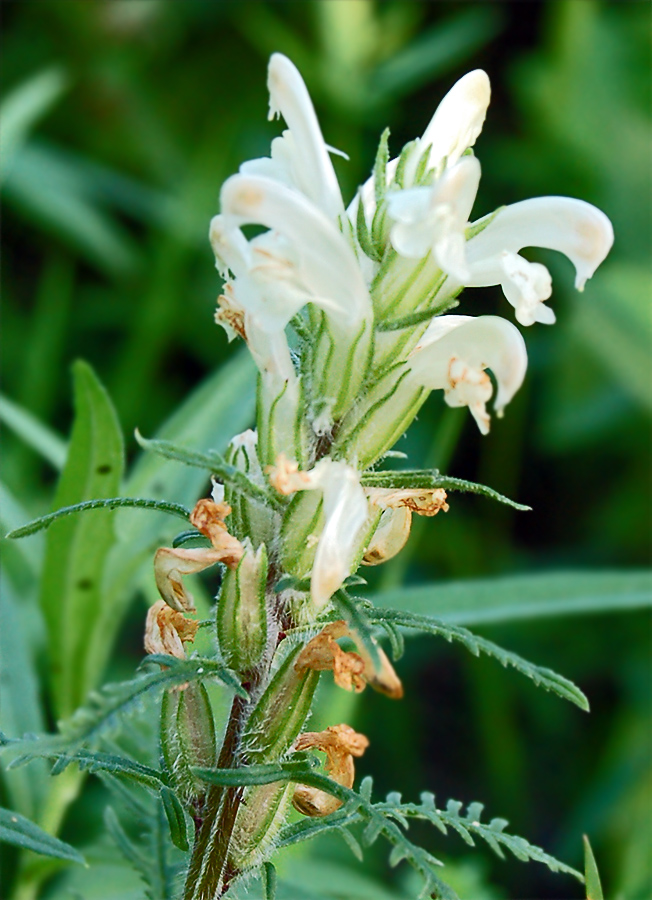 Image of Pedicularis venusta specimen.