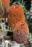 Banksia blechnifolia