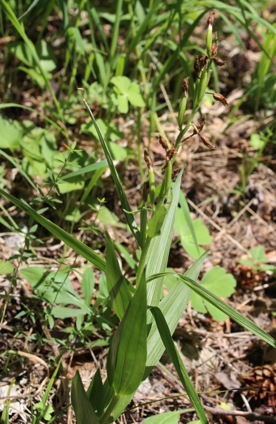 Image of Cephalanthera longifolia specimen.