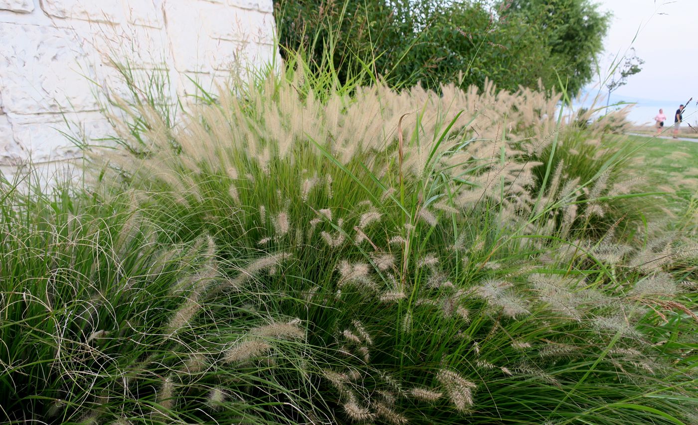 Image of Pennisetum villosum specimen.