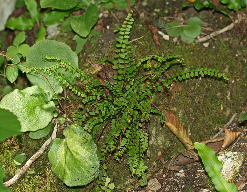 Image of Asplenium trichomanes specimen.