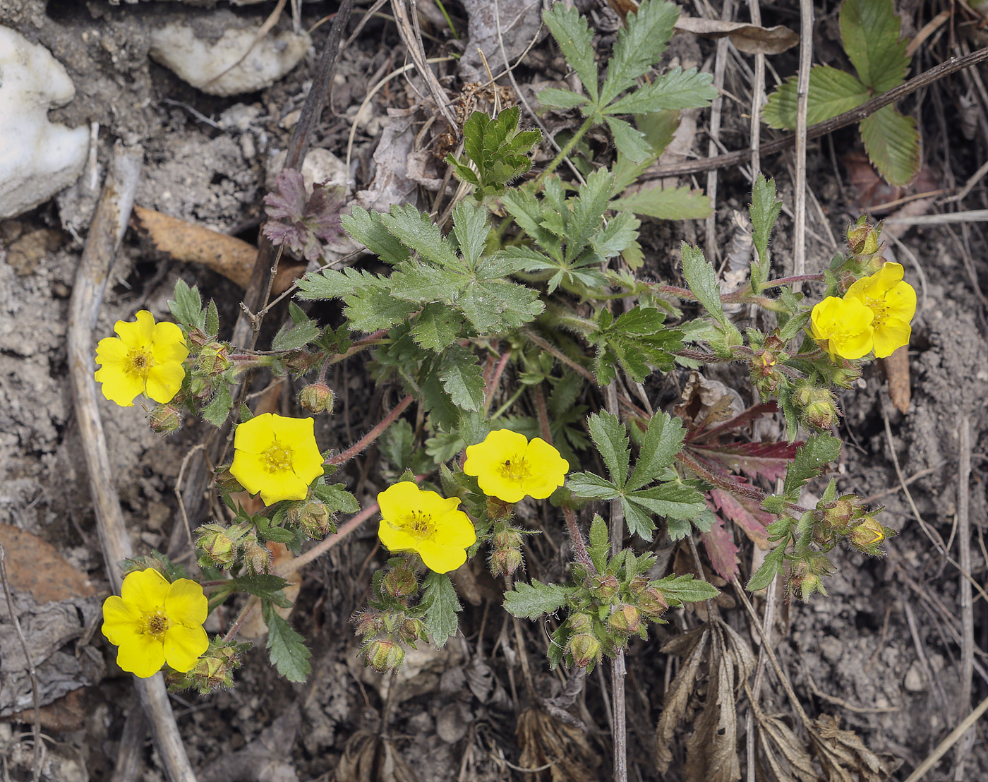 Image of Potentilla humifusa specimen.