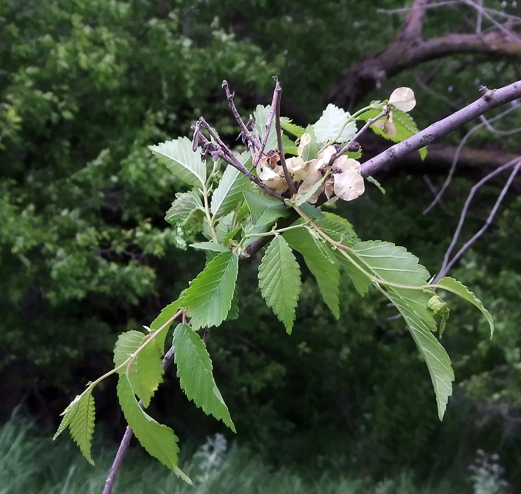 Image of Ulmus minor specimen.