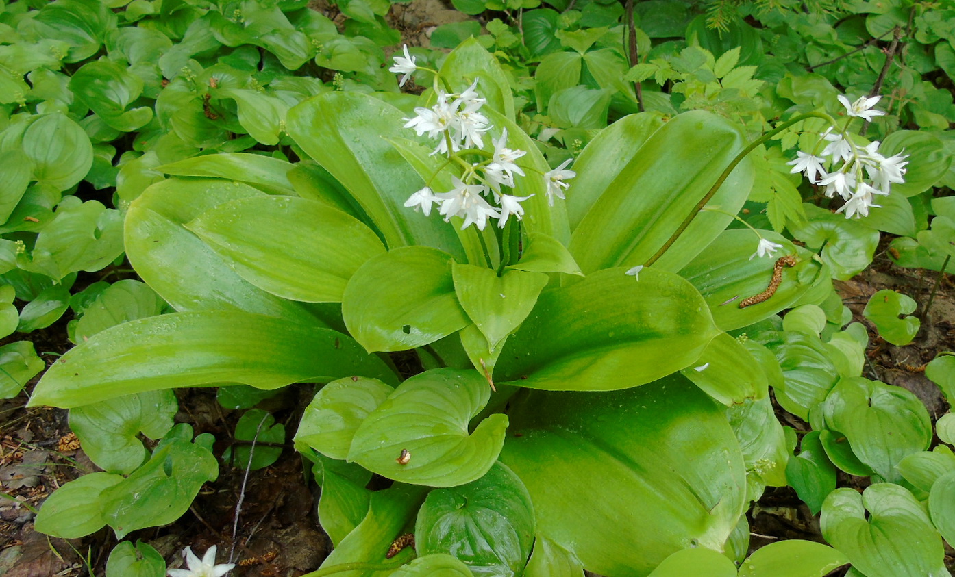 Image of Clintonia udensis specimen.