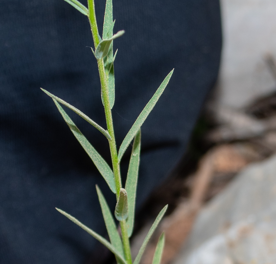 Image of Linum corymbulosum specimen.