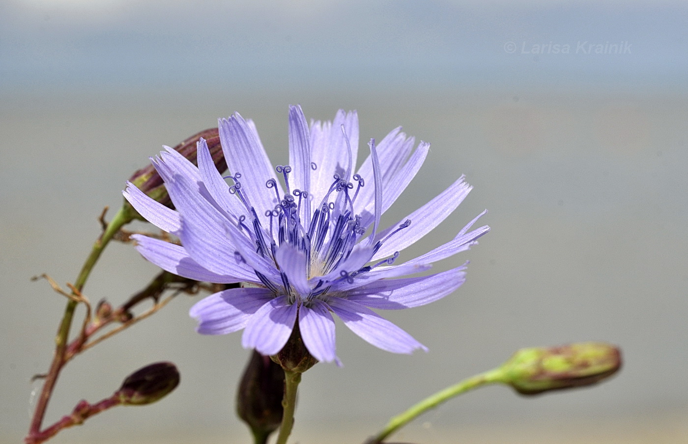 Image of Lactuca sibirica specimen.