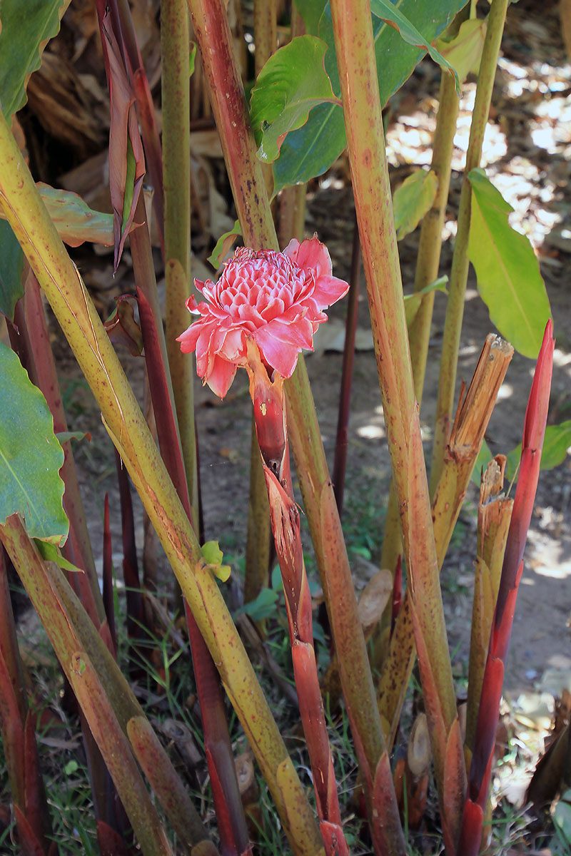 Image of Etlingera elatior specimen.