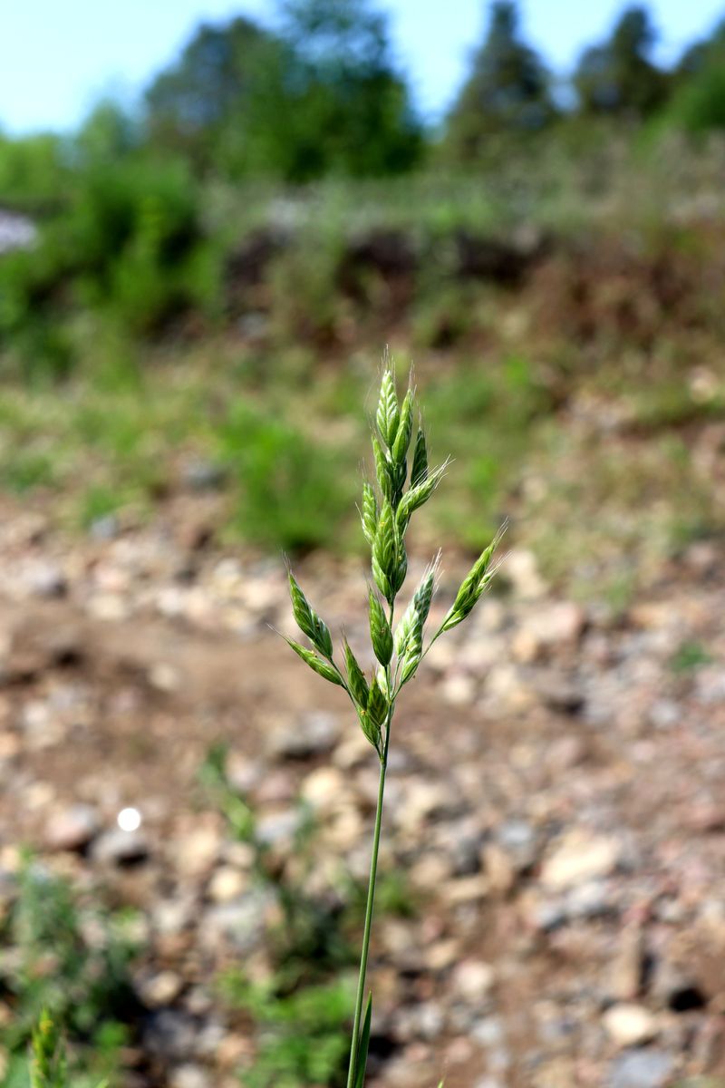 Image of Bromus hordeaceus specimen.