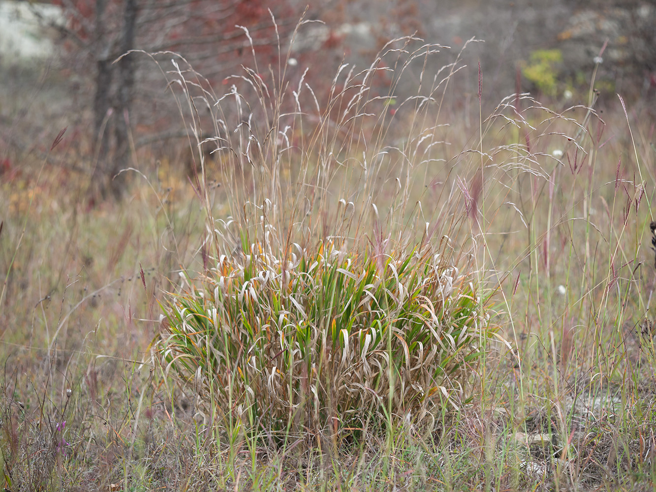 Image of Brachypodium rupestre specimen.