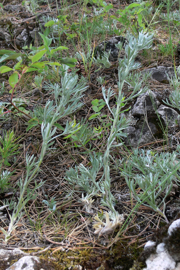 Image of Artemisia sericea specimen.