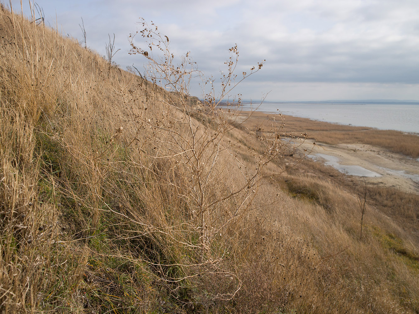 Image of genus Atriplex specimen.