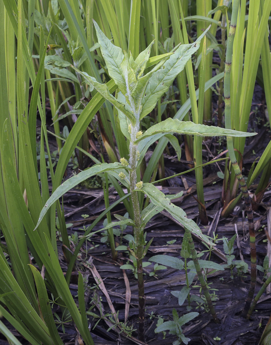 Изображение особи Naumburgia thyrsiflora.