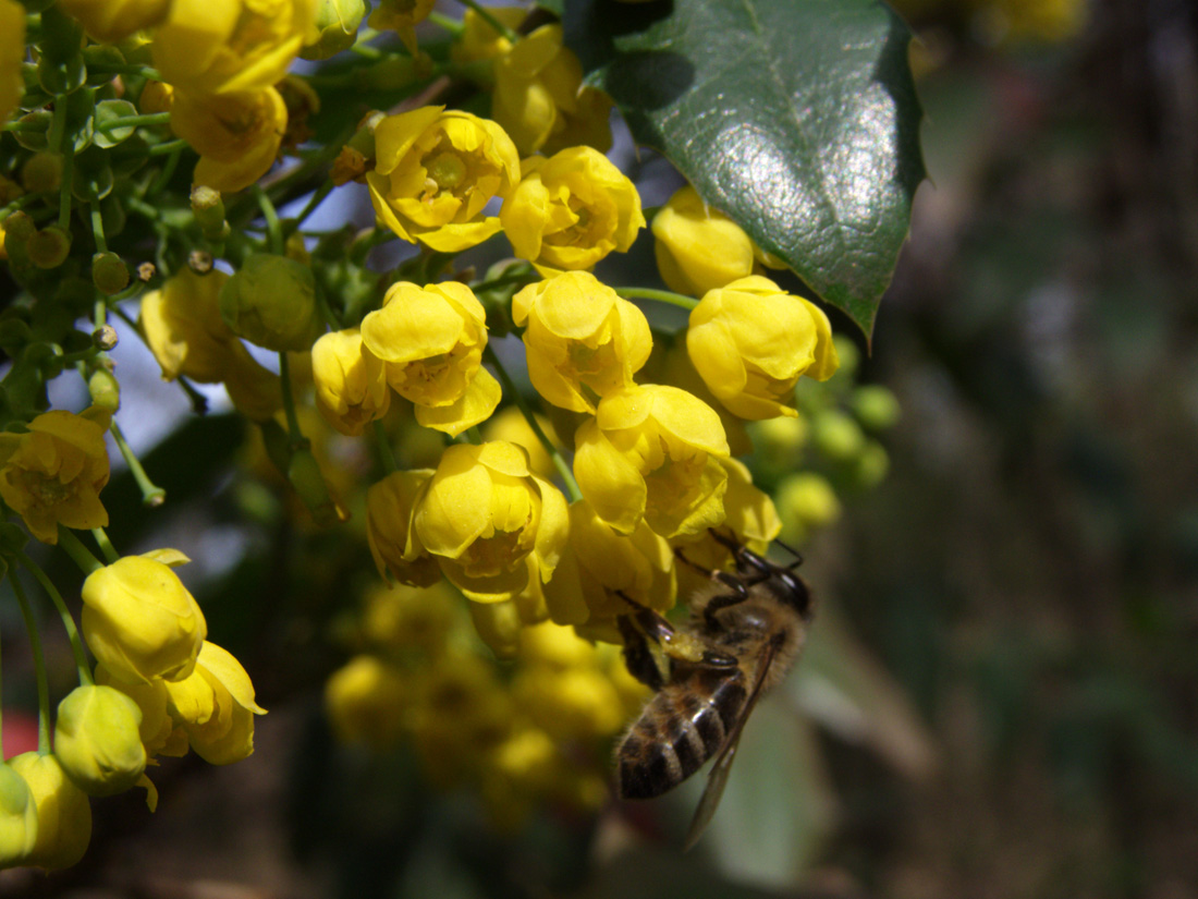 Image of Mahonia aquifolium specimen.