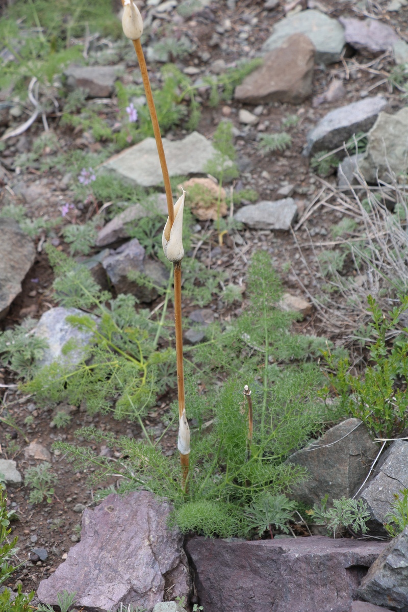 Изображение особи семейство Apiaceae.