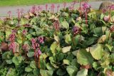 Bergenia crassifolia