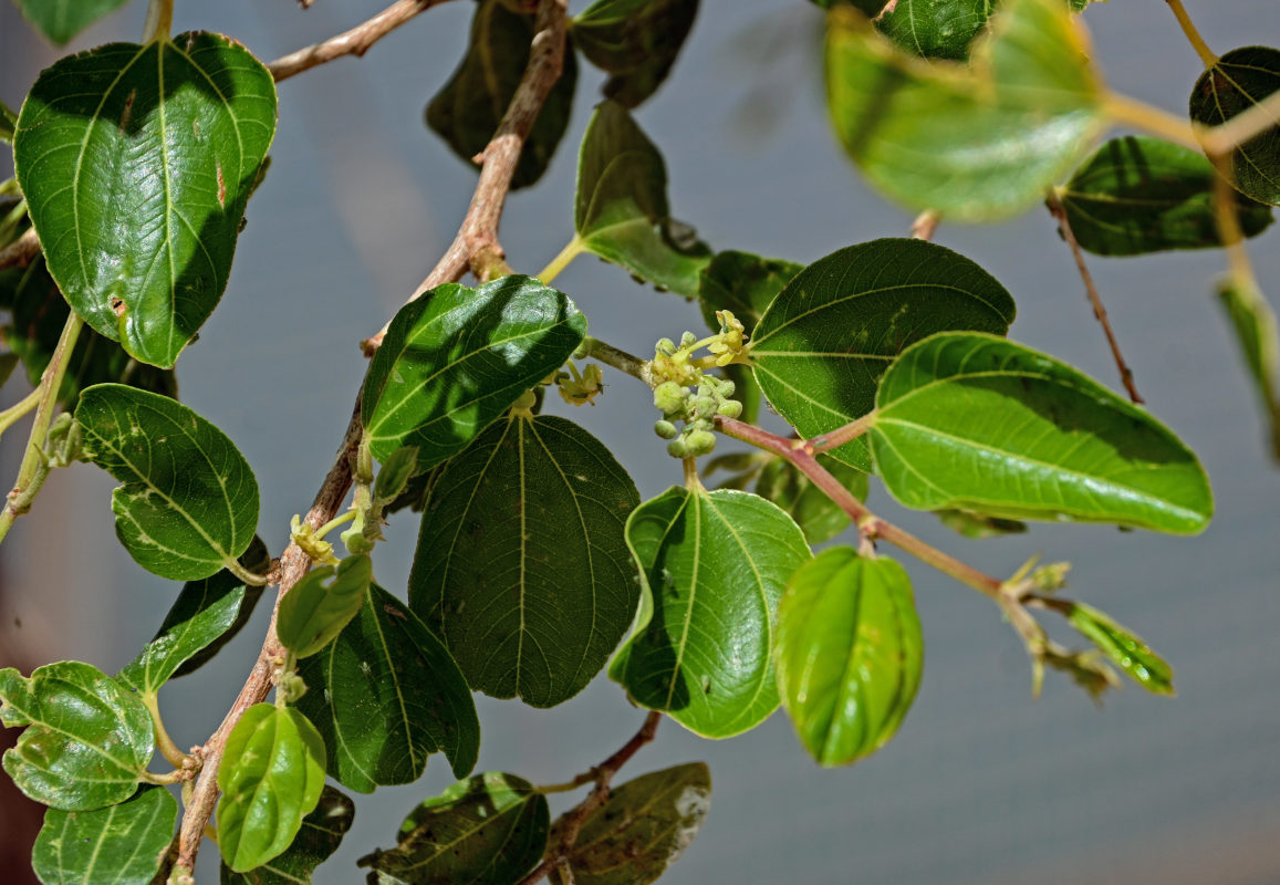 Image of Ziziphus spina-christi specimen.