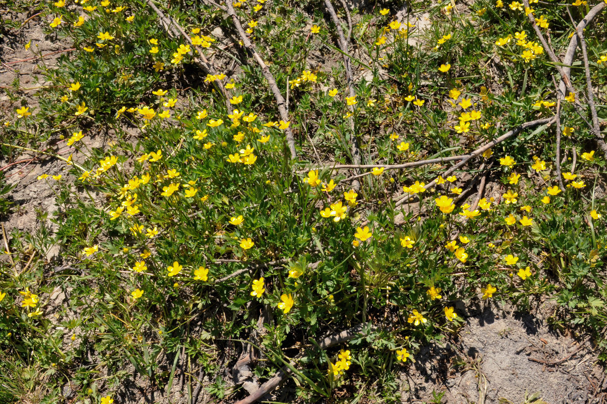 Image of Ranunculus repens specimen.