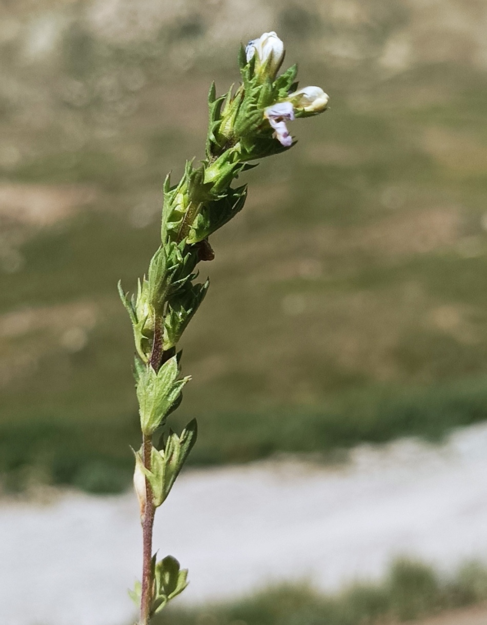 Image of Euphrasia pectinata specimen.