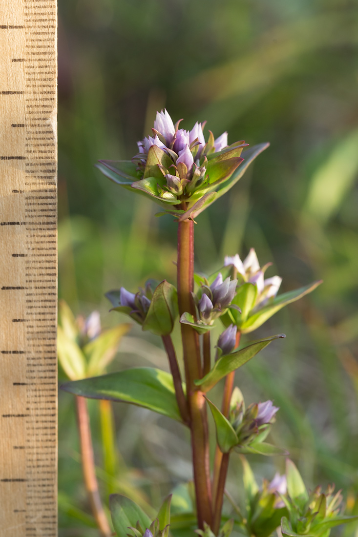 Изображение особи Gentianella lingulata.