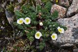 Callianthemum alatavicum