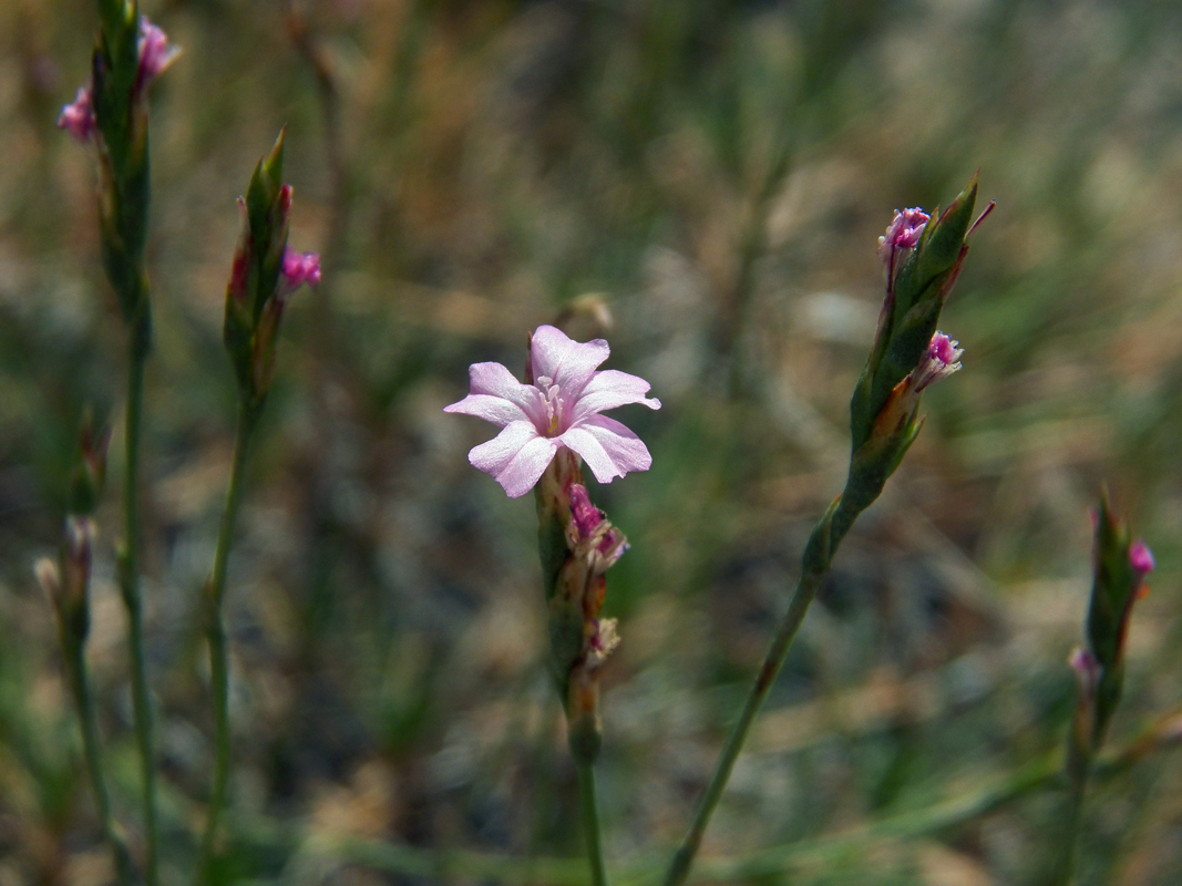 Image of Acantholimon majewianum specimen.