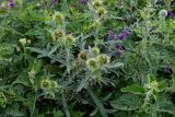 Cirsium ciliatum. Верхушка растения с развивающимися соцветиями; вокруг видны побеги Urtica, Achillea и Salvia verticillata. Ингушетия, Джейрахский р-н, перевал Цей-Лоам, ≈ 2200 м н.у.м., луговой склон. 24.07.2022.