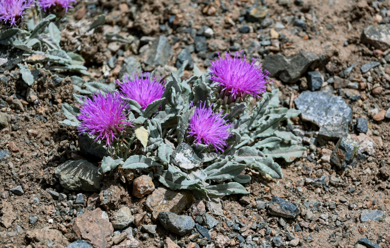 Image of Jurinea algida specimen.