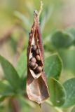 Lathyrus japonicus subspecies pubescens. Вскрывшийся плод-боб с семенами. Санкт-Петербург, Кронштадтский р-н; природный заказник \"Западный Котлин\", побережье Финского залива, песчаный пляж. 11 августа 2023 г.