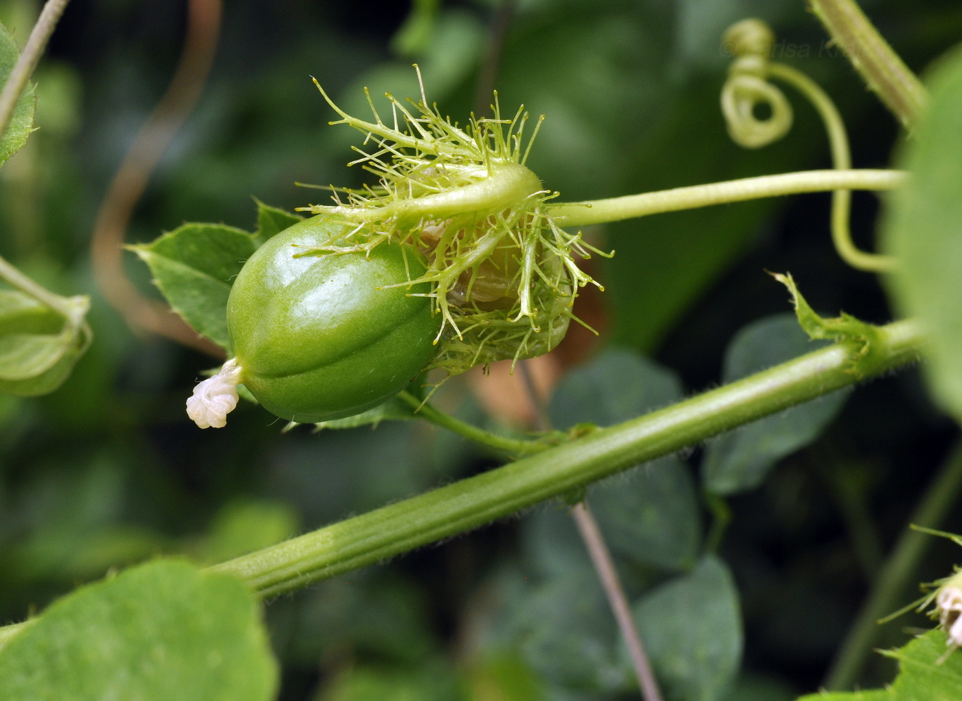 Image of Passiflora foetida specimen.