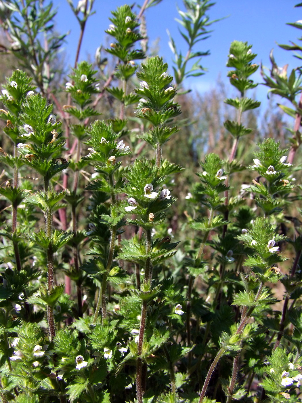 Image of Euphrasia hirtella specimen.