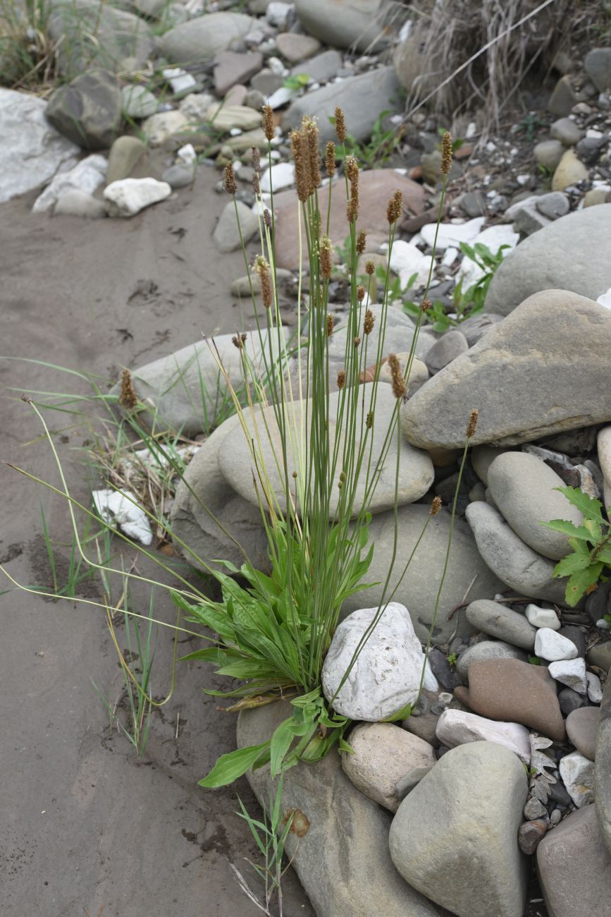 Image of Plantago lanceolata specimen.