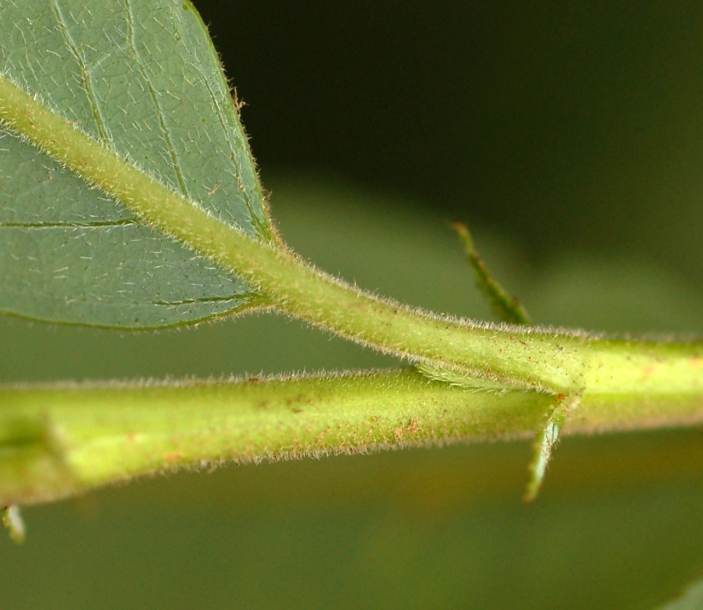 Image of Salix kangensis specimen.