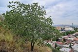 Celtis caucasica. Вегетирующее растение. Грузия, г. Тбилиси, сухой склон. 10.06.2023.